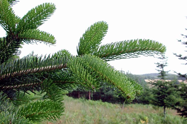 abies_bornmulleriana_-_Vilmorin_-_Bornmuller_fir