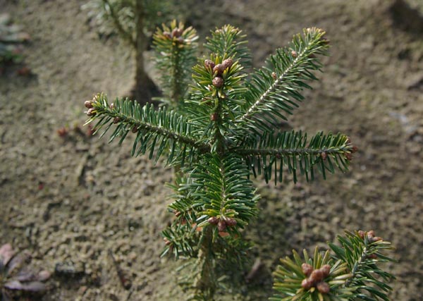 abies_fraseri_-_Vilmorin_-_Fraser_fir