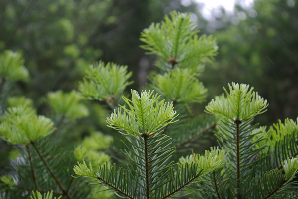 abies_lasiocarpa_-_Vilmorin_-_Cork_bark_fir