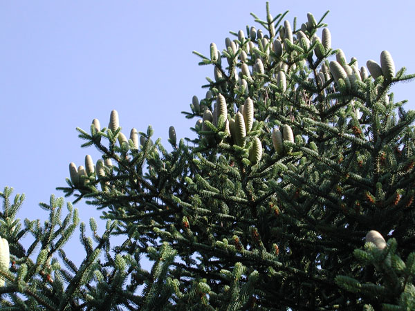 abies_pinsapo_-_Vilmorin_-_Spanish_fir