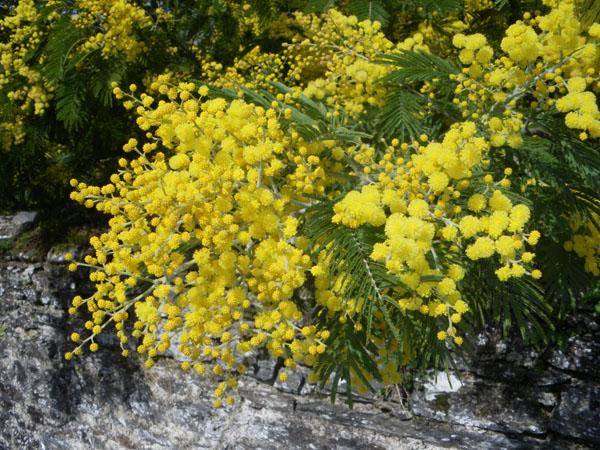 acacia_dealbata_-_Vilmorin_-_Silver_wattle