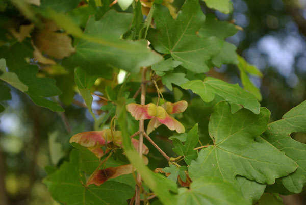 acer_campestre_-_Vilmorin_-_Field_maple