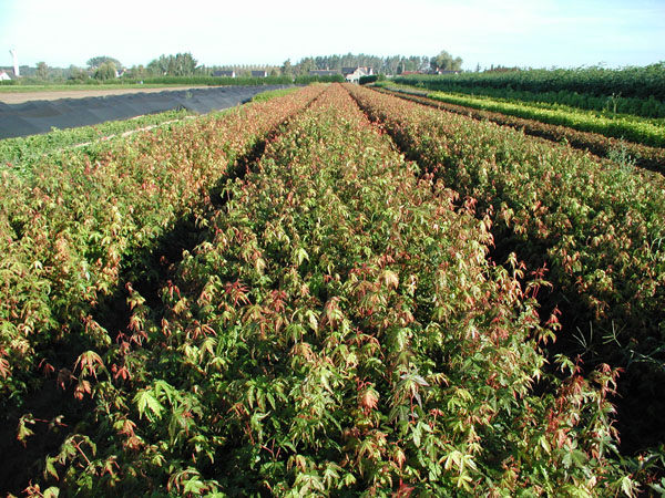 acer_palmatum_-_Vilmorin_-_Japanese_maple