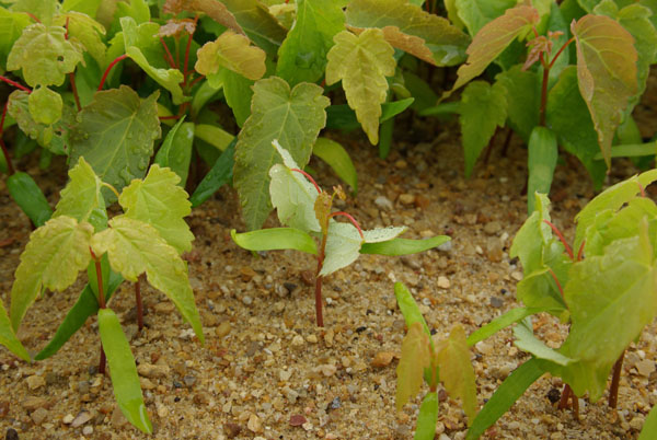 acer_pseudoplatanus_-_Vilmorin_-_Sycamore_maple