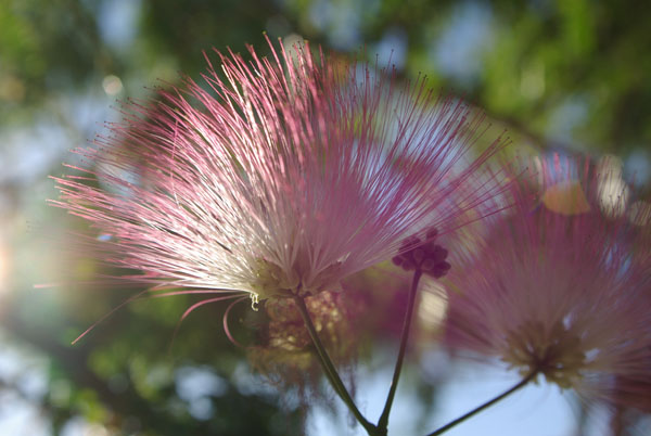 albizzia_julibrissin_-_Vilmorin_-_Silk_tree