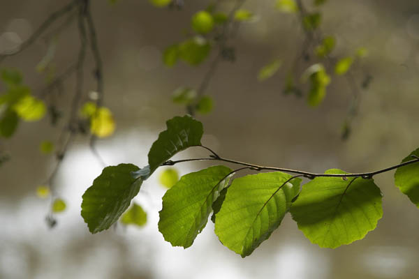 alnus_glutinosa_-_Vilmorin_-_Common_alder