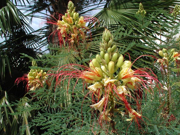 caesalpinia_gilliesii_-_Vilmorin_-_Yellow_bird_of_paradise