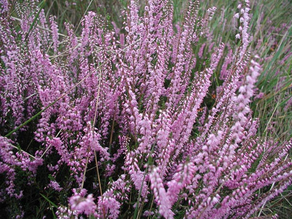 calluna_vulgaris_-_Vilmorin_-_Heather