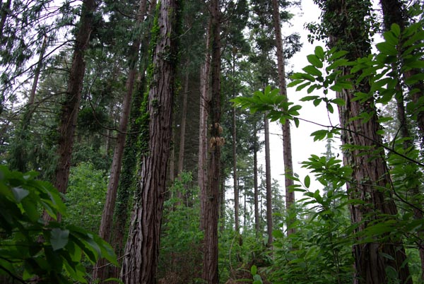 calocedrus_decurrens_-_Vilmorin_-_Incense_cedar