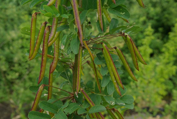 caragana_arborescens_-_Vilmorin_-_Pea_tree