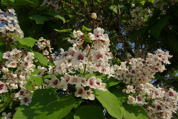 catalpa_bignonioides_-_Vilmorin_-_Indian_bean_tree