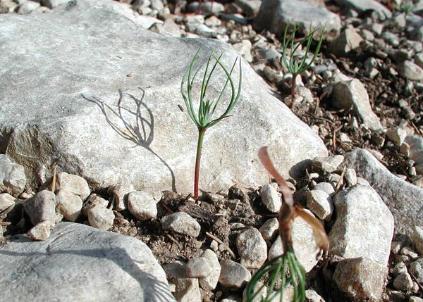 cedrus_atlantica_-_Vilmorin_-_Atlas_cedar