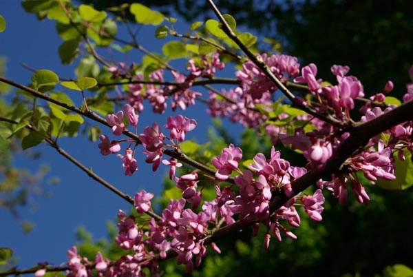 cercis_siliquastrum_-_Vilmorin_-_Judas_tree