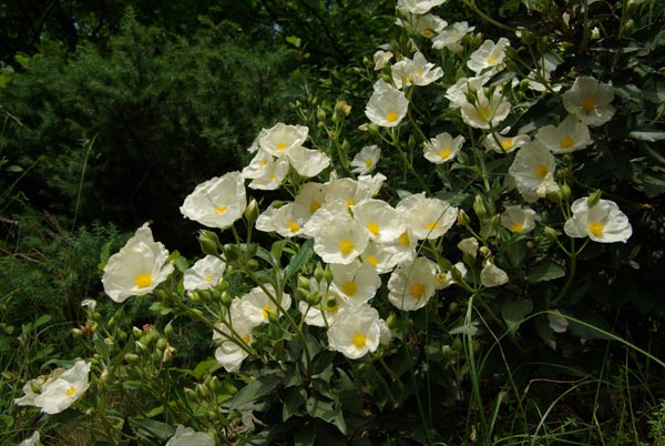 cistus_laurifolius_-_Vilmorin_-_Laurel_rock_rose