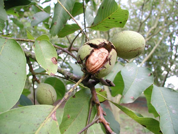 juglans_regia_-_Vilmorin_-_Common_walnut
