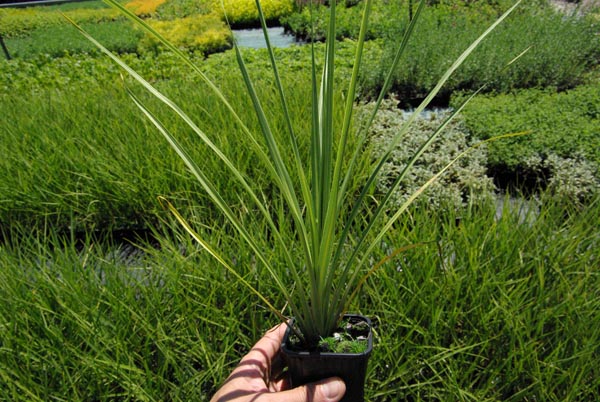 cordyline_australis_-_Vilmorin_-_Cabbage_tree