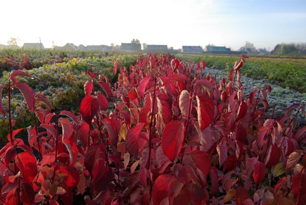 cornus_alba_-_Vilmorin_-_Red-barked_dogwood