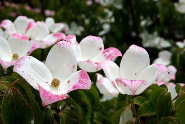 cornus_kousa_-_Vilmorin_-_Japanese_dogwood