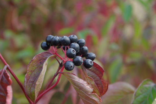 cornus_sanguinea_-_Vilmorin_-_Common_dogwood