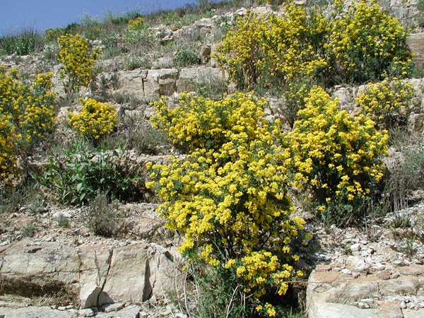 coronilla_glauca_-_Vilmorin_-_Scorpion_Vetch