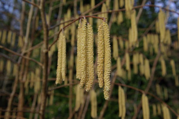 corylus_avellana_-_Vilmorin_-_Hazel