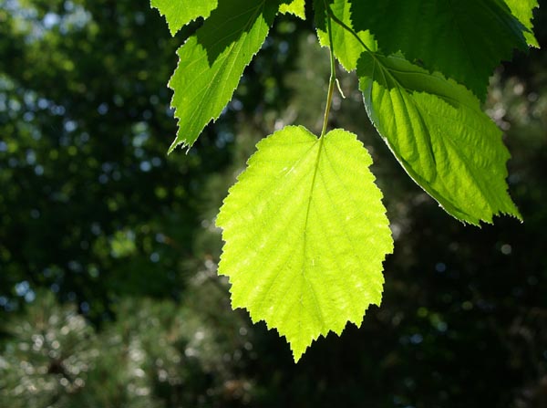 corylus_colurna_-_Vilmorin_-_Turkish_hazel