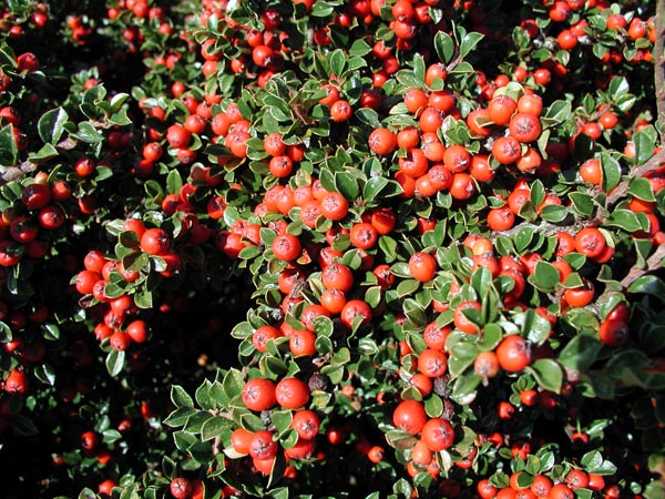 cotoneaster_horizontalis_-_Vilmorin_-_Herring_Bone_cotoneaster