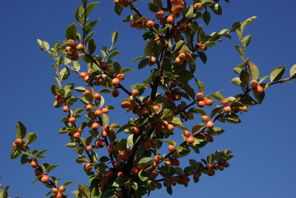 cotoneaster_simonsii_-_Vilmorin_-_Simons_cotoneaster