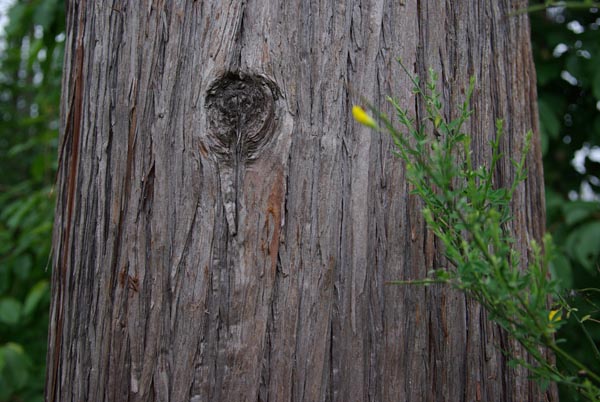 cryptomeria_japonica_-_Vilmorin_-_Japanese_red_cedar