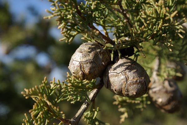 cupressus_sempervirens_-_Vilmorin_-_Italian_cypress