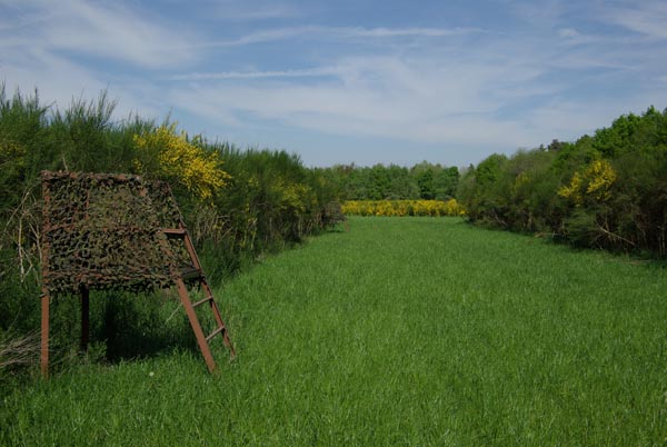 cytisus_scoparius_-_Vilmorin_-_Scotch_broom