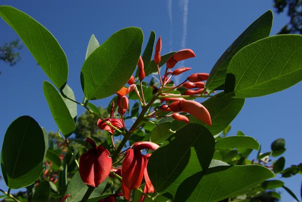 erythrina_crista-galli_-_Vilmorin_-_Cocks_spur_coral_tree