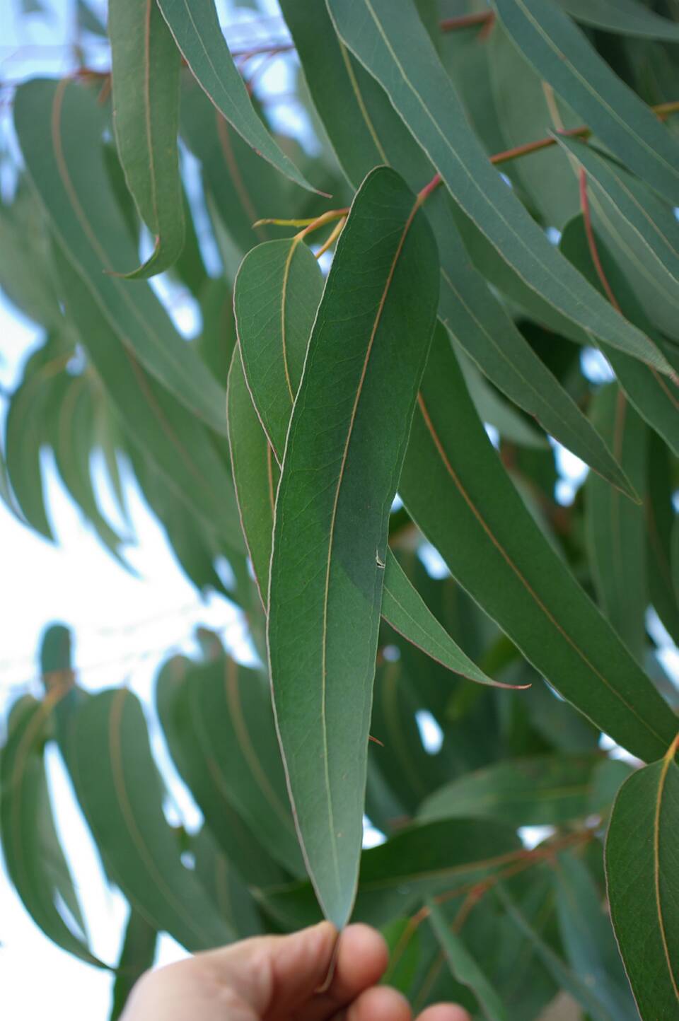 Eucalyptus_globulus_Tasmanian_blue_gum_p
