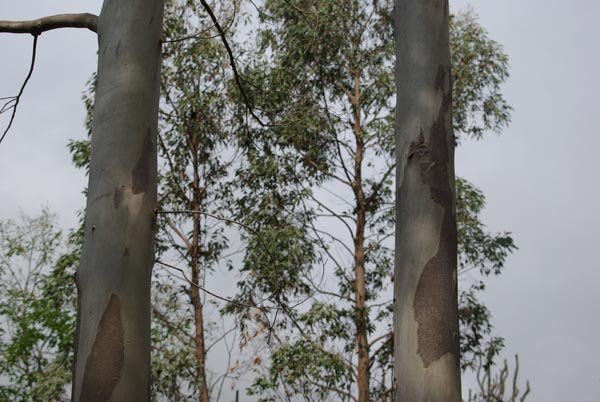 eucalyptus_gunnii_-_Vilmorin_-_Cider_gum