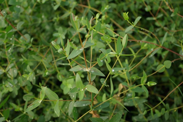 eucalyptus_parvifolia_-_Vilmorin_-_Small-leaved_gum