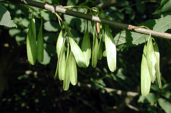 fraxinus_excelsior_-_Vilmorin_-_Common_ash