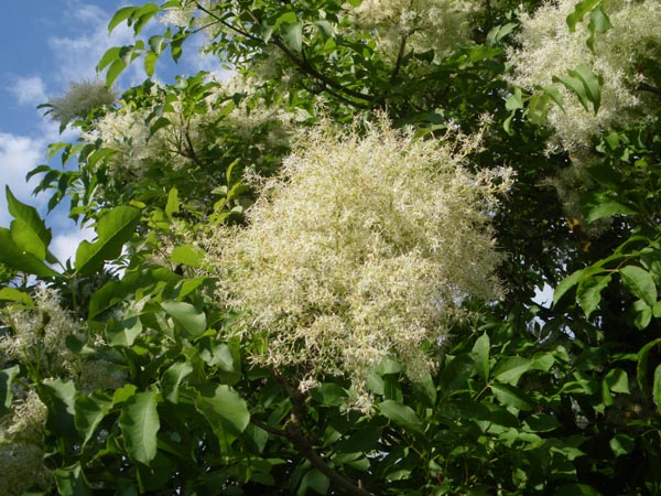 fraxinus_ornus_-_Vilmorin_-_Flowering_ash