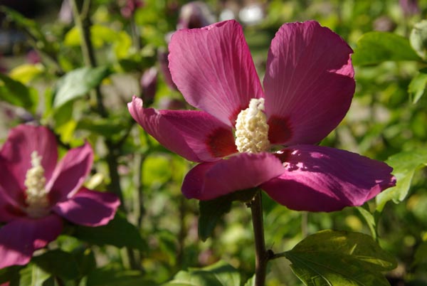 hibiscus_syriacus_-_Vilmorin_-_Rose_of_Sharon