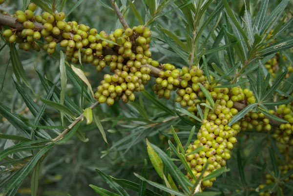 hippophae_rhamnoides_-_Vilmorin_-_Sea_buckthorn