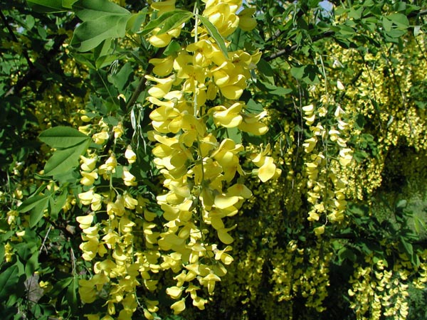 laburnum_anagyroides_-_Vilmorin_-_Common_Laburnum