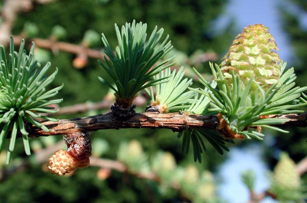 larix_kaempferi_-_Vilmorin_-_Japanese_larch