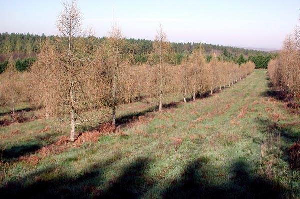 larix_x_eurolepis_-_Vilmorin_-_Hybrid_larch