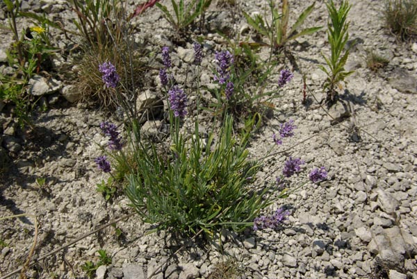 lavandula_officinalis_-_Vilmorin_-_English_lavander