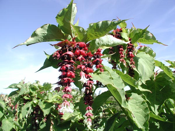 leycesteria_formosa_-_Vilmorin_-_Pheasant_berry