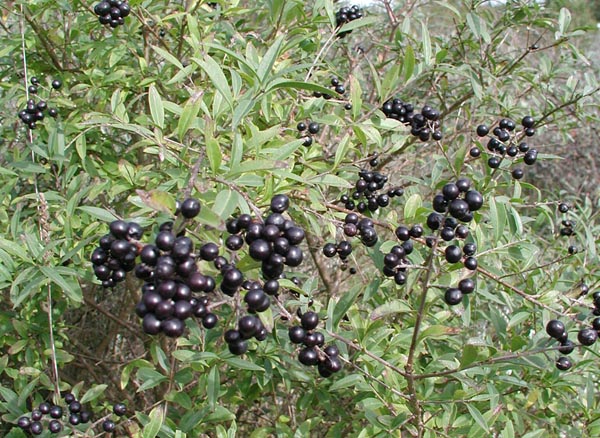 ligustrum_vulgare_-_Vilmorin_-_European_privet