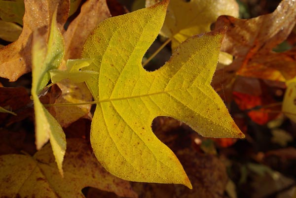 liriodendron_tulipifera_-_Vilmorin_-_Yellow_poplar