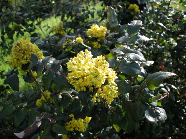 mahonia_aquifolium_-_Vilmorin_-_Oregon_grape