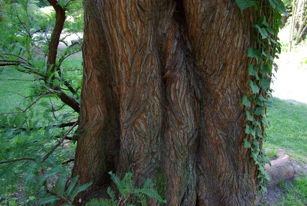 metasequoia_glyptostroboides_-_Vilmorin_-_Dawn_redwood