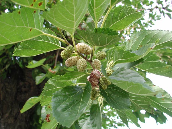 morus_alba_-_Vilmorin_-_White_mulberry