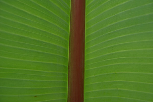 musa_ensete_-_Vilmorin_-_Abyssinian_banana